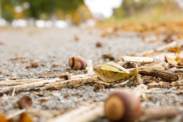 Fototapeta premium acorn in the street