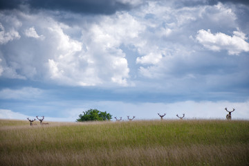Naklejka na ściany i meble Beautiful young and adult mule red deer bucks (cervus elaphus) herd with growing antlers in the meadow on dramatic rain storm, cloudy sky background. Majestic animals in natural park. 