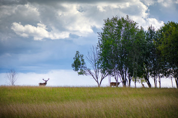 Naklejka premium Beautiful young and adult mule red deer bucks (cervus elaphus) herd with growing antlers in the meadow on dramatic rain storm, cloudy sky background. Majestic animals in natural park. 