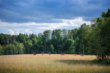 Fototapeta na wymiar Cows eating green and dry grass in meadow at countryside in the middle of summer. Herd is hiding under the trees in shade. Concept of hot and dry summer and heat without rain and humidity