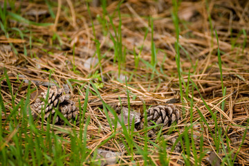 Mountains during sunset. Beautiful natural landscape in the summer time