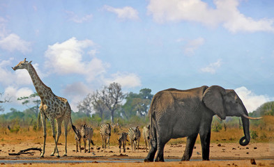Beautiful Iconic African vista with Giraffe, Zebra and Elephant standing near a waterhole in Hwange National Park, with a natural blue cloudy sky and bushveld background.  Some heat haze is visible