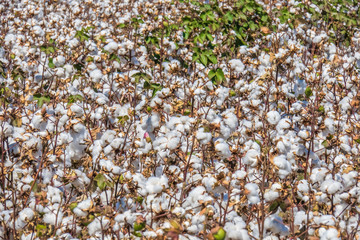 Ripe cotton fields