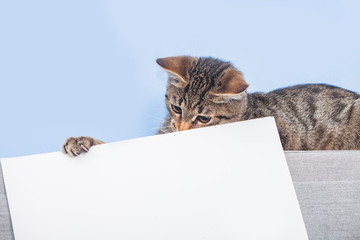 Kitten holding a white sheet