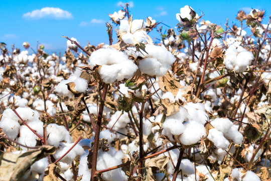 Ripe cotton fields