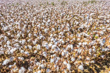 Ripe cotton fields