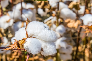 Ripe cotton fields