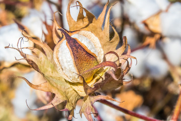 Ripe cotton fields