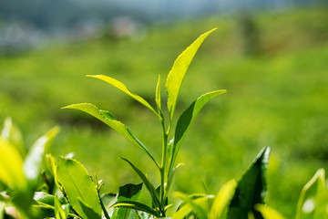 branch with tea leaves on sunny background