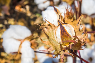 Ripe cotton fields