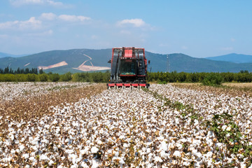 Harvesting industrial machine with cotton field