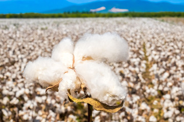 Ripe cotton fields