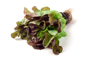 Fresh Red Coral Lettuce in pot, Isolated on white background.