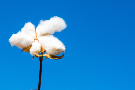 Ripe cotton fields
