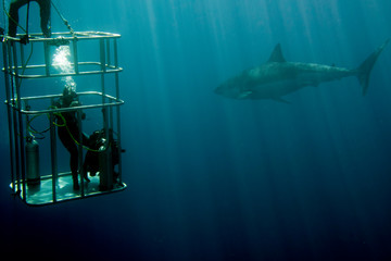cage dive with White shark ready to attack