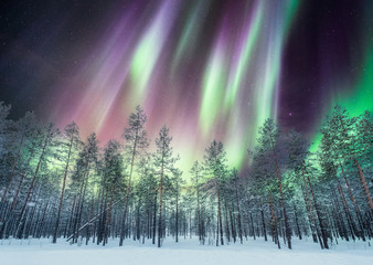 Aurora borealis over pine forest on snow