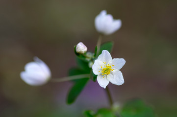 Rue Leaved Isopyrum springtime flower, group of white flowering plants in the forest