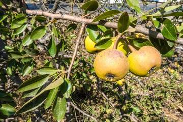 Close up of two pears hanging in a pear tree