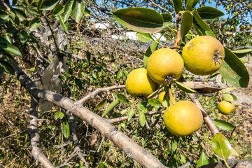 Close up of two pears hanging in a pear tree
