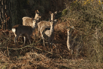 A group of wild Sika deer (Cervus nippon) feeding in a wooded area.