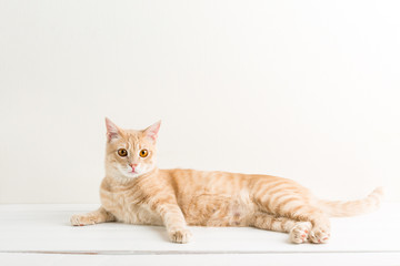 Ginger cat on a white wooden table, pet, studio