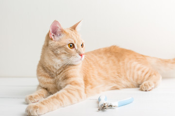 Red cat on a white table, claw shears nearby