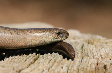 A head shot of a beautiful Slow-worm (Anguis fragilis) hunting for food.
