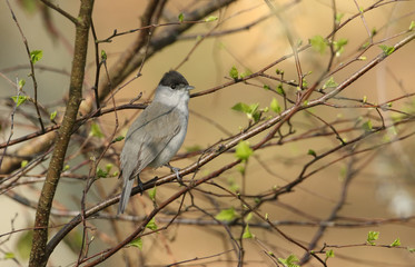 Fototapeta premium A beautiful male Blackcap (Sylvia atricapilla) perched on a branch in a tree.