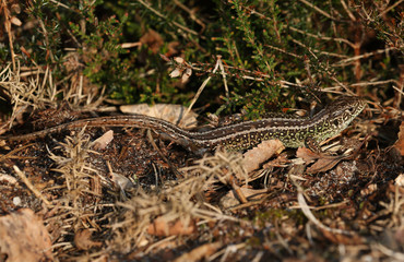 A rare Sand Lizard (Lacerta agilis) sunning itself in the undergrowth.	