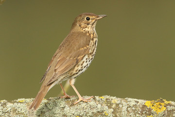  A beautiful Song Thrush (Turdus philomelos) perched on a branch covered in lichen singing.	