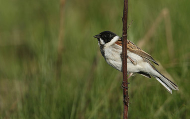 Obraz premium A male Reed Bunting (Emberiza schoeniclus) perched on a stem of a plant.
