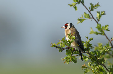 A beautiful Goldfinch bird (Carduelis carduelis) perched in a hawthorn tree.