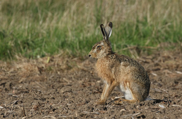 Naklejka na ściany i meble A stunning Brown Hare (Lepus europaeus) sitting in a field .