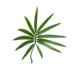 Fototapeta na wymiar green palm leaf isolated on white for summer background