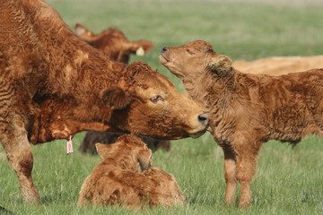 A cute baby calf enjoying its mums grooming, with another sweet baby calf looking on. © Sandra Standbridge