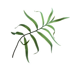 green palm leaf tree isolated on white for summer background