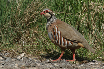 A beautiful Red-legged Partridge (Alectoris rufa) walking along a grassy track.