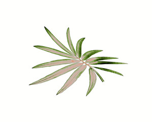 green palm leaf isolated on white for summer background