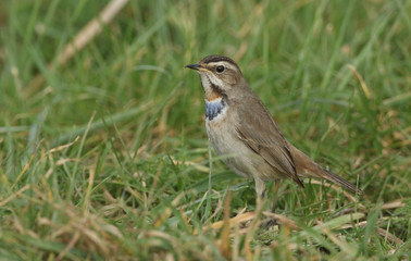 Obraz premium A stunning rare male Bluethroat (Luscinia svecica) searching in the grass for food. 