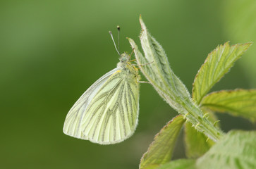 A newly emerged Green-veined White Butterfly (Pieris napi) perched on a bramble leaf.