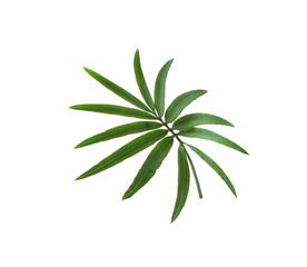 Fototapeta na wymiar green palm leaf isolated on white for summer background
