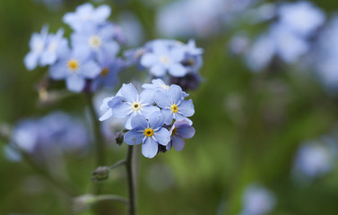 A beautiful Forget-me-not (Myosotis sylvatica) plant in flower.