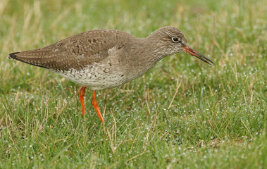 A beautiful Redshank (Tringa totanus) hunting for food in grassland.