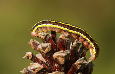 A pretty Broom moth caterpillar (Ceramica pisi) perched on a pine cone.