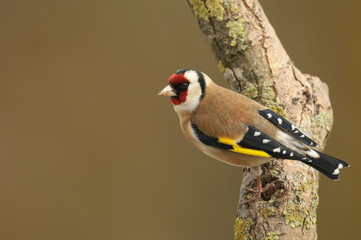 A pretty Goldfinch (Carduelis carduelis) perched on a branch.	