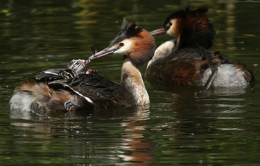 A parent Great Crested Grebe (Podiceps cristatus) feeding a feather to one of its cute babies on its back.