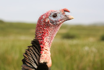 A head shot of a large domesticated turkey (Meleagris gallopavo) in a meadow on the island of Mull, Scotland.	