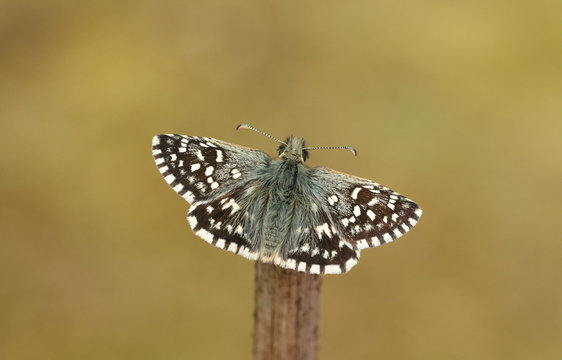 A rare Grizzled Skipper Butterfly (Pyrgus malvae) perched on a stick with its wings open.
