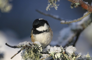 Fototapeta premium A cute Coal Tit (Periparus ater) perched on a branch covered in lichen and a covering of snow. 