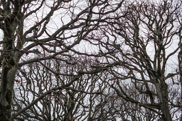 Scary tree branches